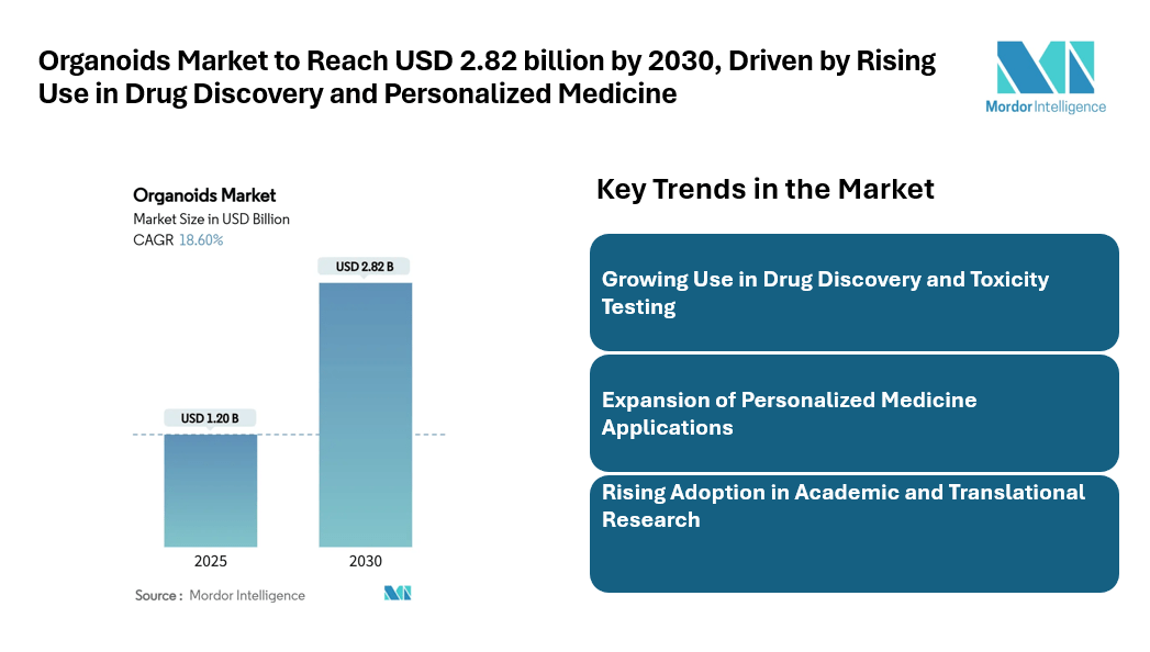 Organoids Market to Reach USD 2.82 billion by 2030, Driven by Rising Use in Drug Discovery and Personalized Medicine